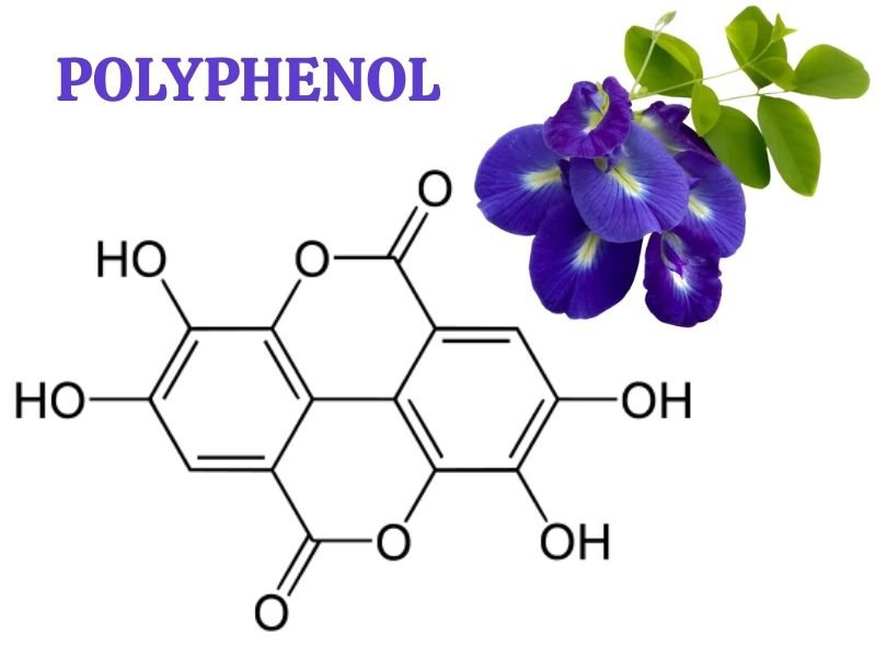 Polyphenol