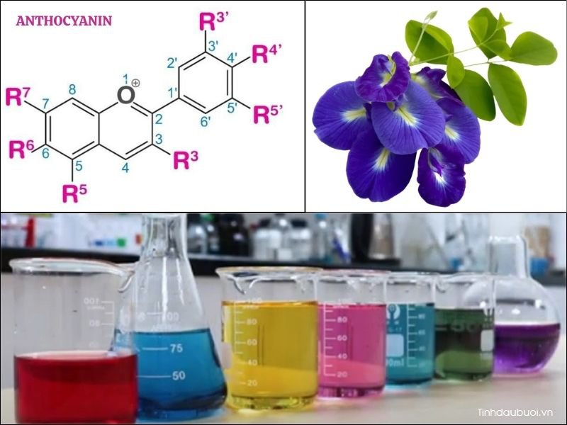 anthocyanin trong hoa dau biec