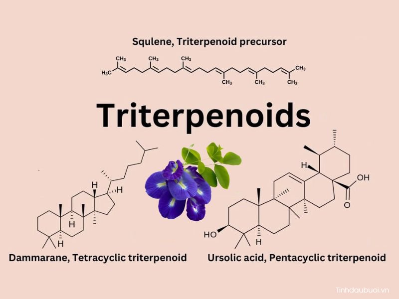 Triterpenoid