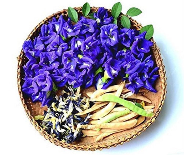 duoc tinh cua hoa dau biec