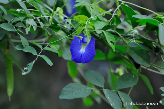 hoa dau biec Clitoria ternatea