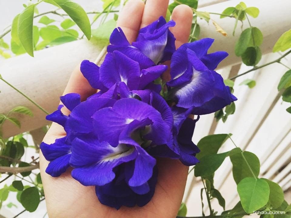 hoa dau biec co chong lao hoa khong