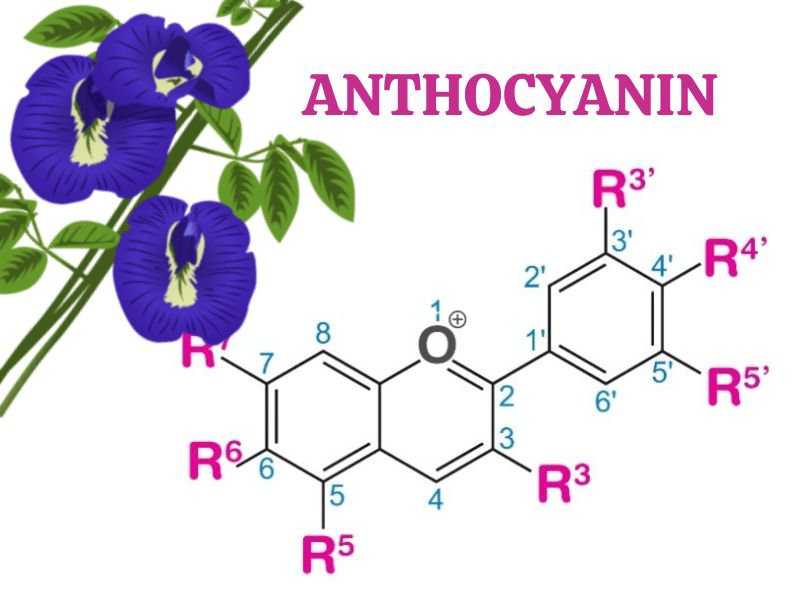 anthocyanin