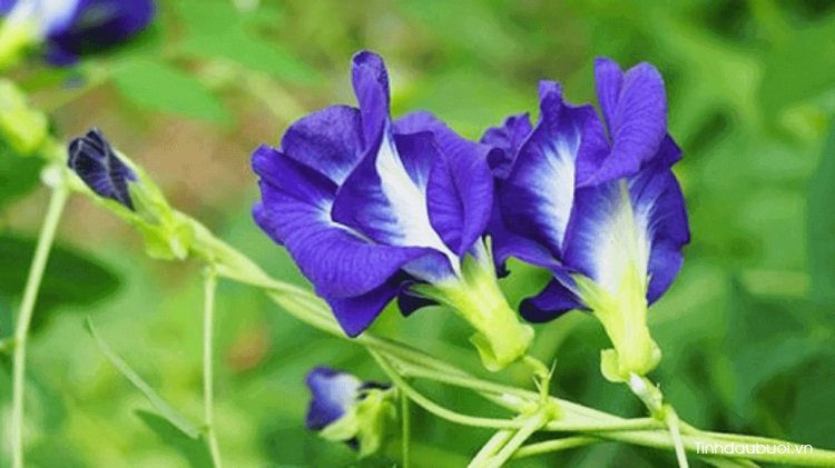 hoa đậu biếc hoa dau biec