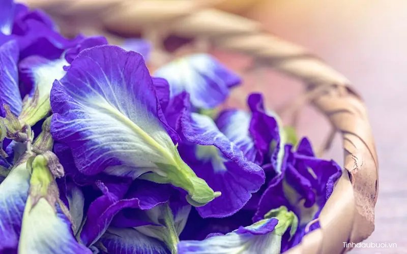 hoa đậu biếc hoa dau biec