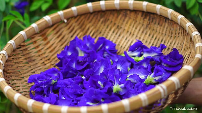 hoa đậu biếc hoa dau biec