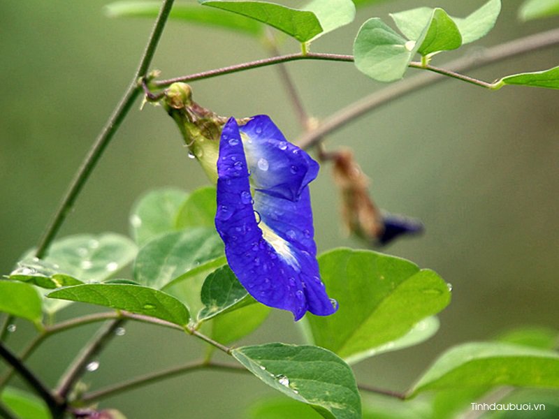 y nghia cua hoa dau biec trong van hoa