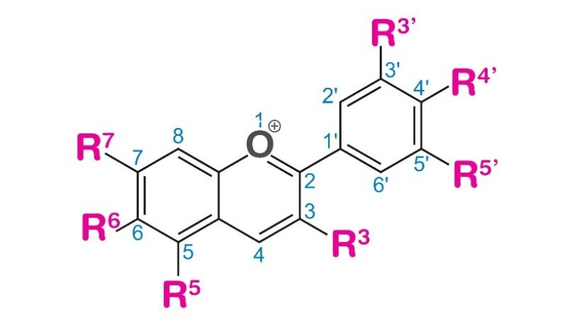anthocyanin
