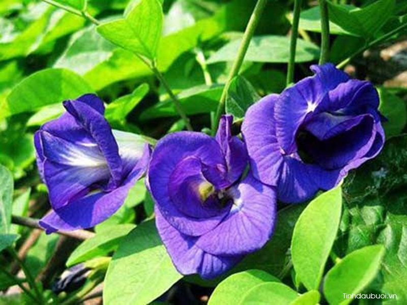 mau tim anthocyanin trong hoa dau biec