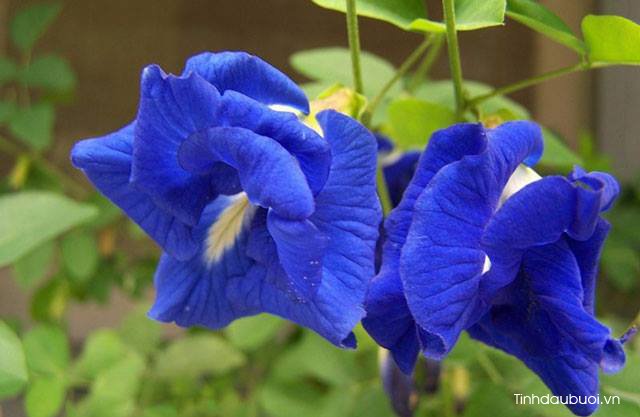 hoa dau biec tieng anh