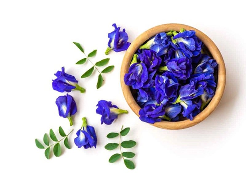 hoa đậu biếc tươi hoa dau biec tuoi