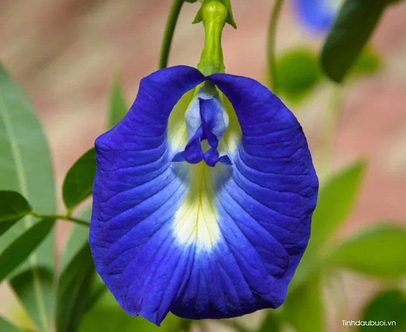 ten khoa hoc hoa dau biec la Clitoria ternatea