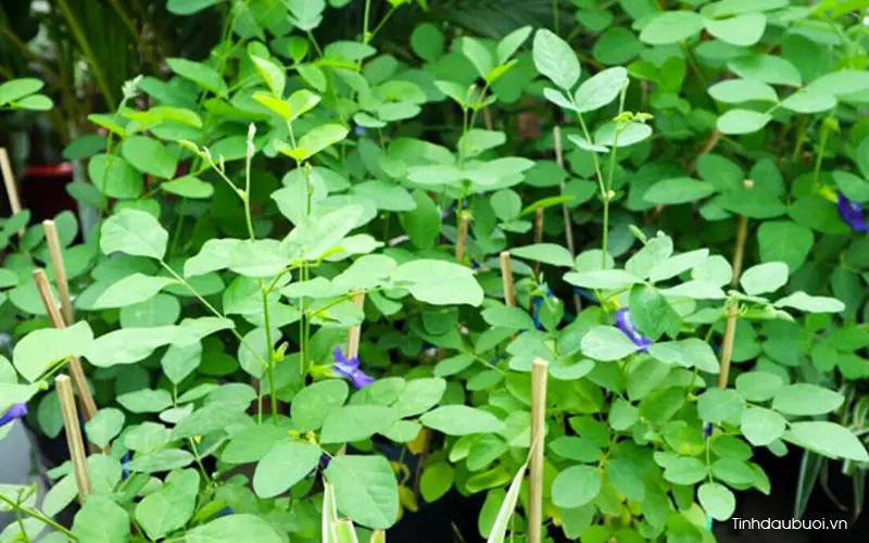 cach lam hoa dau biec de ban