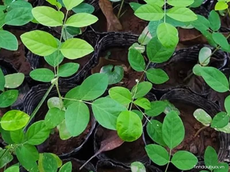 cây giống hoa đậu biếc cay giong hoa dau biec