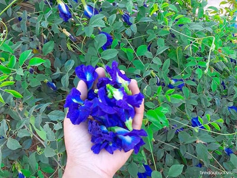 trong hoa dau biec de thu hoach hoa