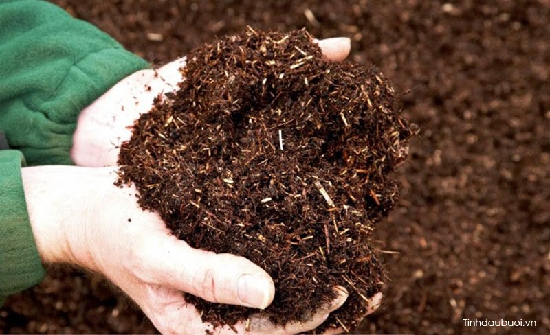 trồng hoa đậu biếc ở ban công trong hoa dau biec o ban cong