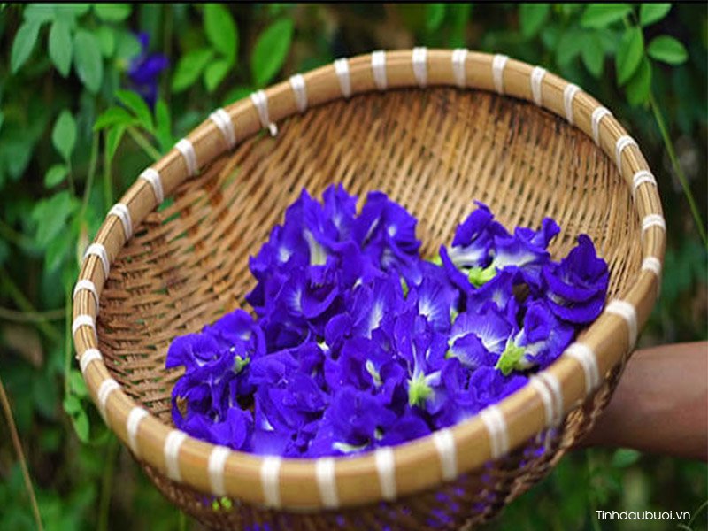 Cây hoa đậu biếc có leo giàn không hoa dau biec