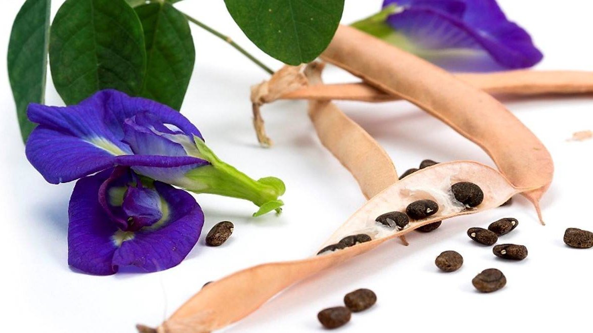 trồng hoa đậu biếc ở ban công trong hoa dau biec o ban cong