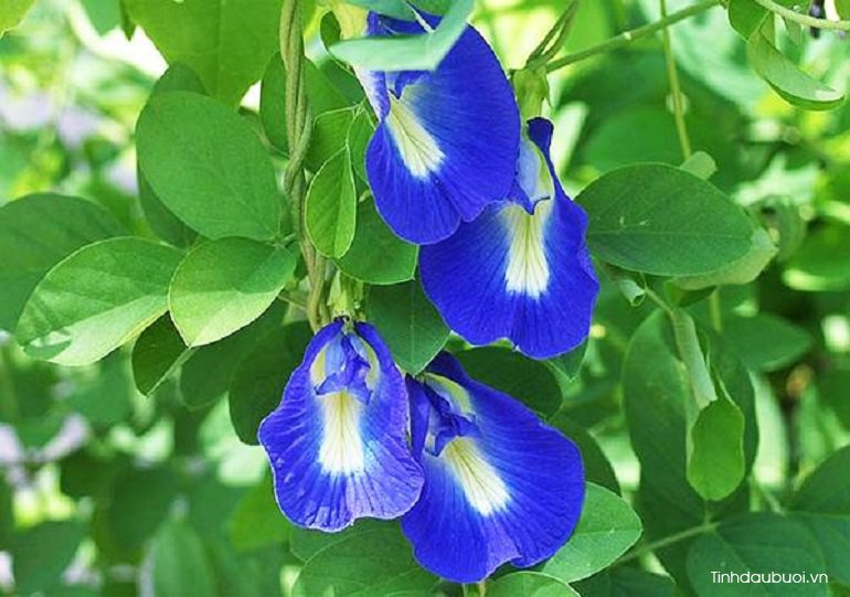 cach phong benh hoa dau biec