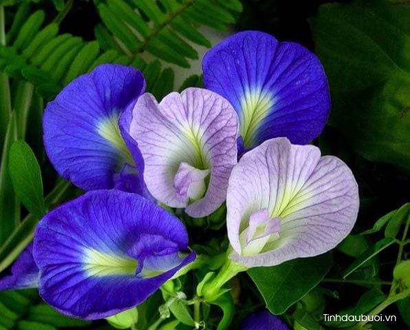 cach trong hoa dau biec trong chau