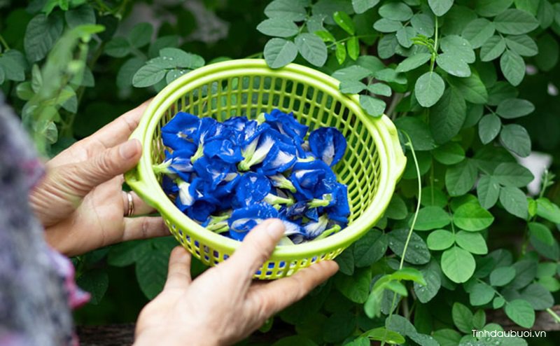 Cách chăm sóc hoa đậu biếc cach cham soc hoa dau biec