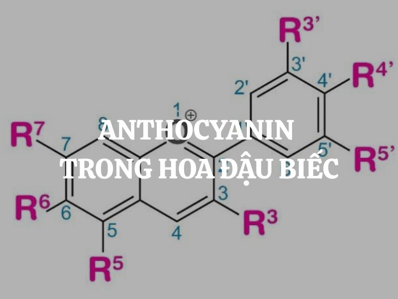 Anthocyanin trong hoa đậu biếc và những giá trị quý báu cho sức khỏe