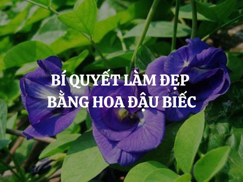 Bí quyết làm đẹp bằng hoa đậu biếc ngay tại nhà