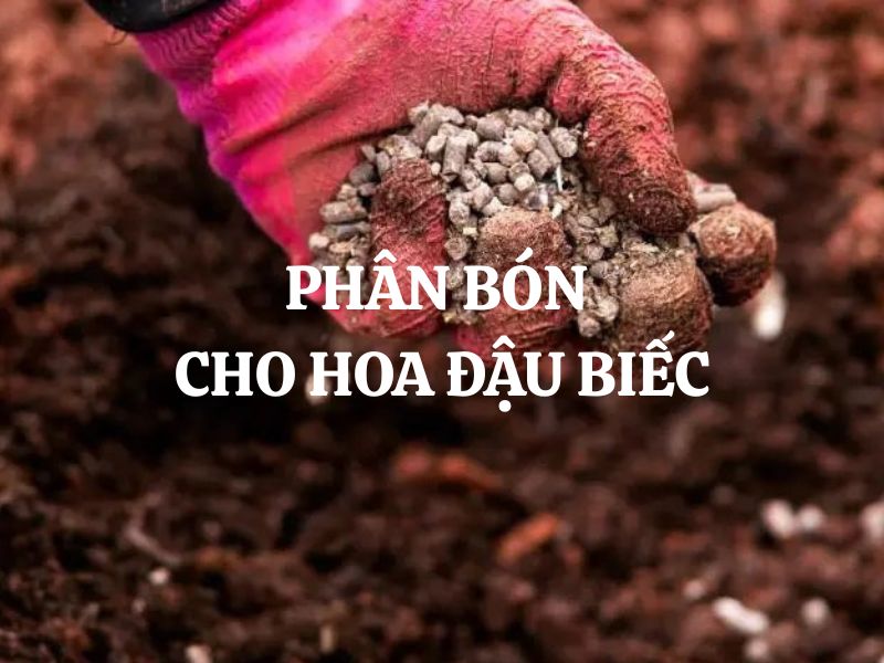 Các loại phân bón cho hoa đậu biếc giúp cây khỏe mạnh, xanh tốt, cho hoa to, đẹp, màu đậm
