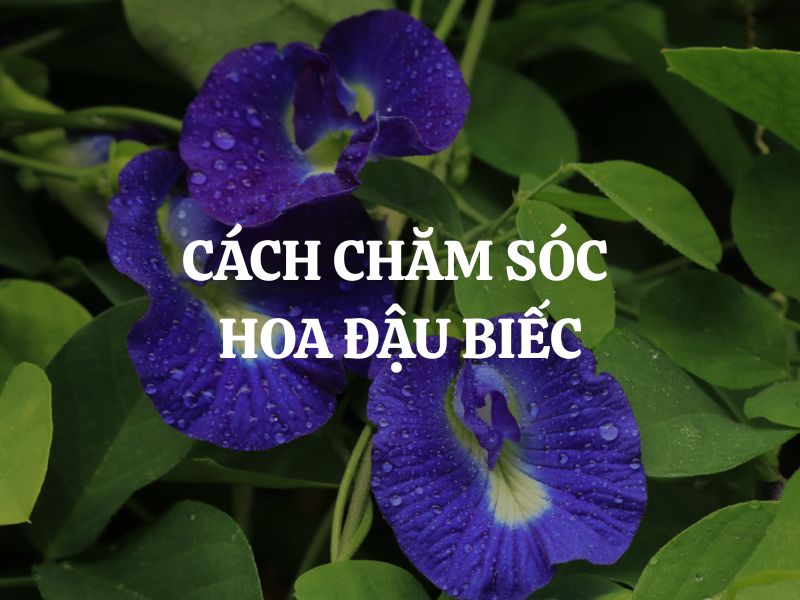 Cách chăm sóc hoa đậu biếc từ A đến Z cho người mới bắt đầu