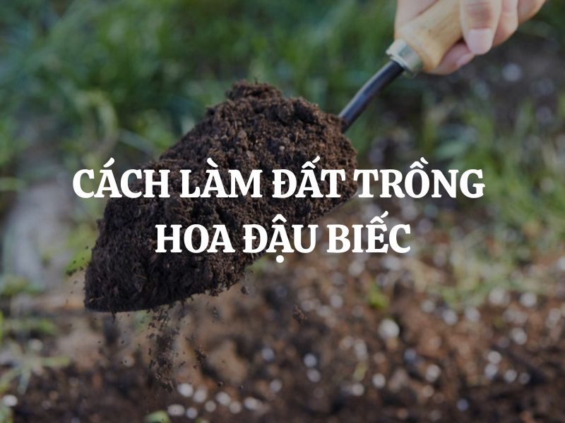 Cách làm đất trồng hoa đậu biếc: Bí quyết để cây sai hoa và khỏe mạnh