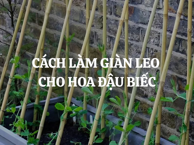 Cách làm giàn leo cho hoa đậu biếc đẹp, chắc chắn, phù hợp với không gian sống