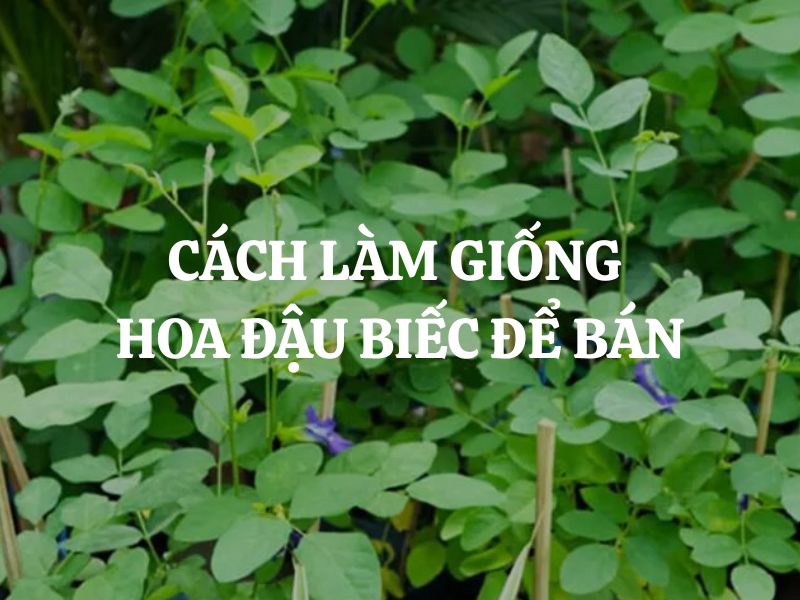 Cách làm giống hoa đậu biếc để bán có khó không? Tìm hiểu các phương pháp làm giống