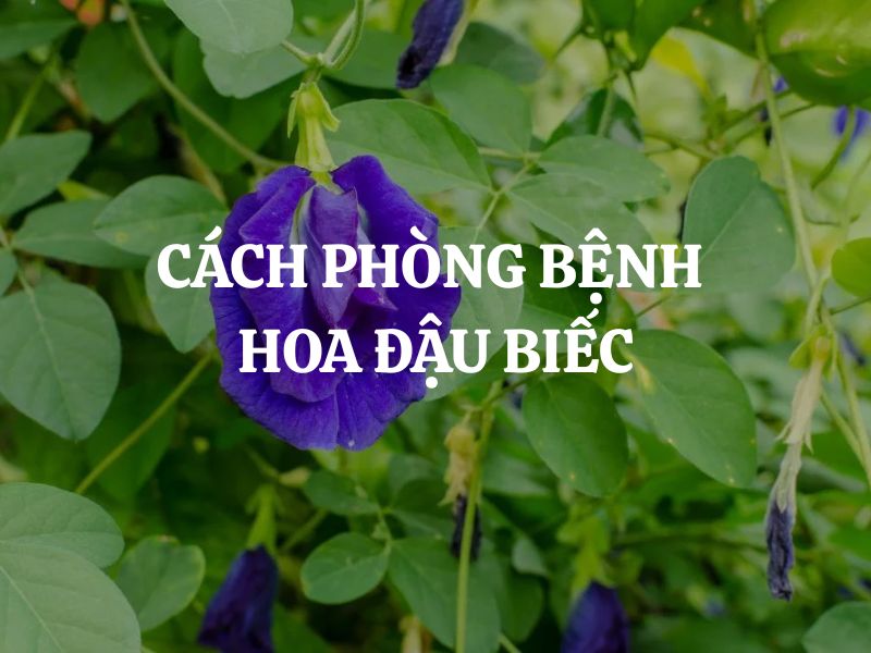 Cách phòng bệnh hoa đậu biếc: Bí quyết để giàn hoa luôn xanh tốt