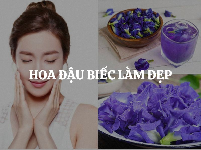 Cách sử dụng hoa đậu biếc làm đẹp tại nhà cực đơn giản nhưng rất hiệu quả