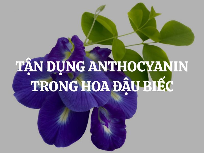 Cách tận dụng anthocyanin trong hoa đậu biếc mang đến nhiều lợi ích cho sức khỏe