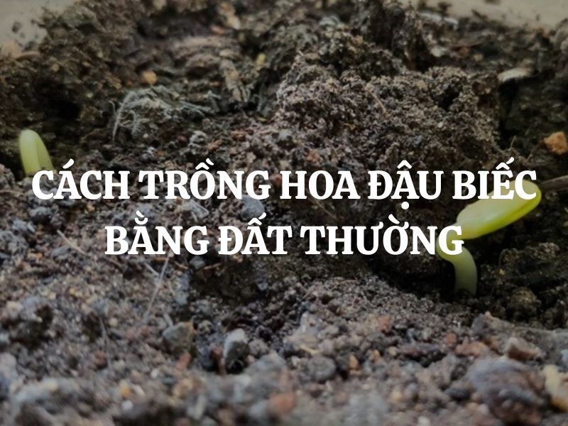 Cách trồng hoa đậu biếc bằng đất thường cực dễ cho những ai yêu thích không gian xanh
