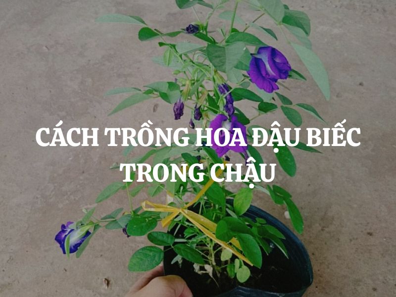Cách trồng hoa đậu biếc trong chậu đẹp, nhanh ra hoa và ít tốn công chăm sóc
