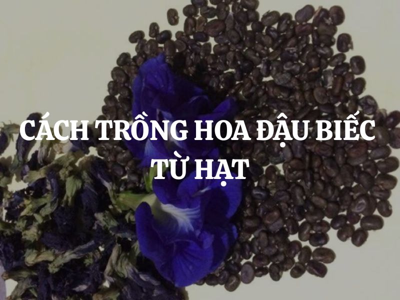 Cách trồng hoa đậu biếc từ hạt: Hướng dẫn chi tiết, dễ làm tại nhà