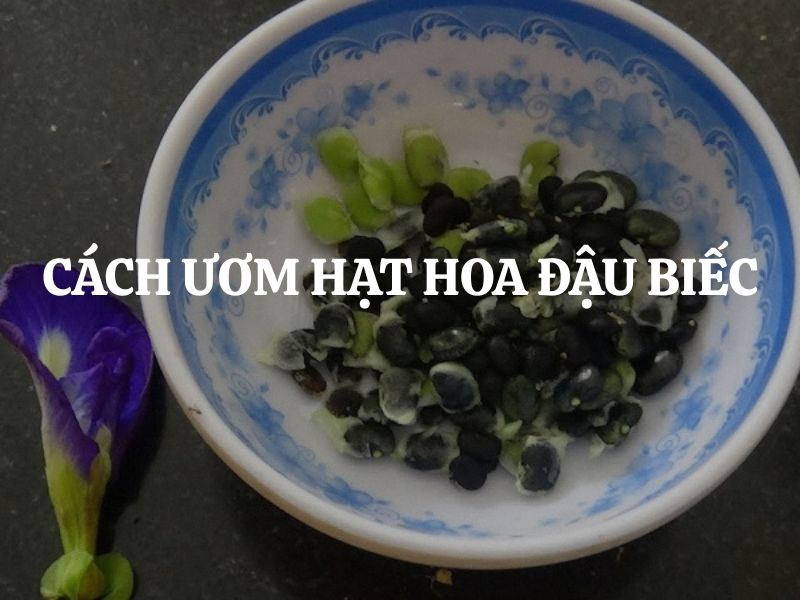Cách ươm hạt hoa đậu biếc: Bí quyết giúp hạt nhanh nảy mầm và cây phát triển khỏe mạnh