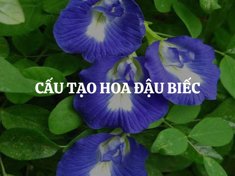 Cấu tạo hoa đậu biếc: Tìm hiểu vẻ đẹp từ hình thái đến chức năng sinh học