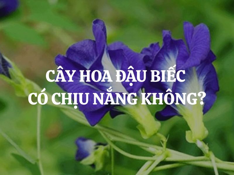 Cây hoa đậu biếc có chịu nắng không? Bí quyết trồng đậu biếc sai hoa, màu đẹp