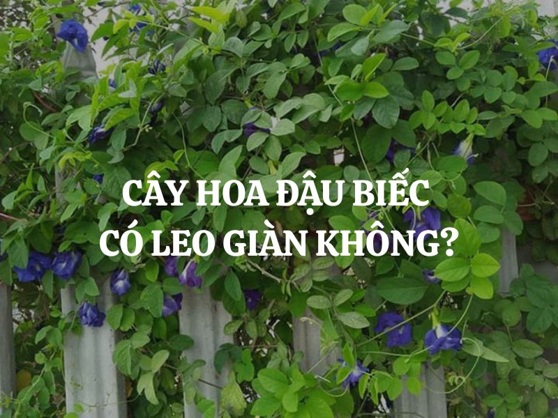 Cây hoa đậu biếc có leo giàn không? Đặc điểm sinh trưởng và cách trồng đúng kỹ thuật