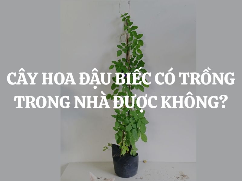 Cây hoa đậu biếc có trồng trong nhà được không? Cách trồng và chăm sóc ra sao?