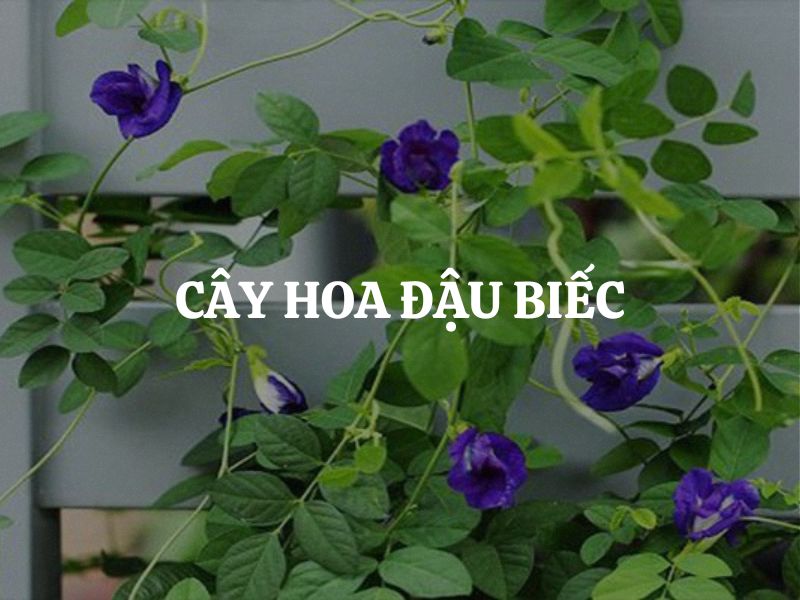 Cây hoa đậu biếc: Vẻ đẹp tự nhiên mang theo giá trị y học, ẩm thực và tinh thần