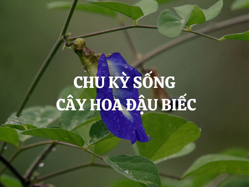 Chu kỳ sống cây hoa đậu biếc: Hành trình kỳ diệu từ hạt giống đến rực rỡ hoa xanh