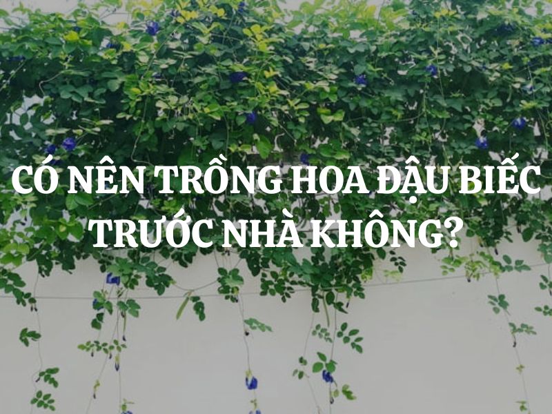 Có nên trồng hoa đậu biếc trước nhà không? Ý nghĩa phong thủy và lưu ý khi trồng