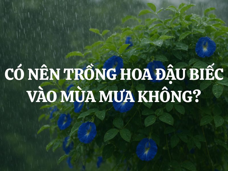 Có nên trồng hoa đậu biếc vào mùa mưa không? Ưu - nhược điểm khi trồng