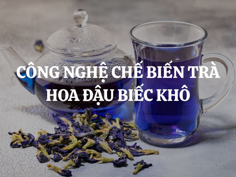 Công nghệ chế biến trà hoa đậu biếc khô trải qua những công đoạn nào?