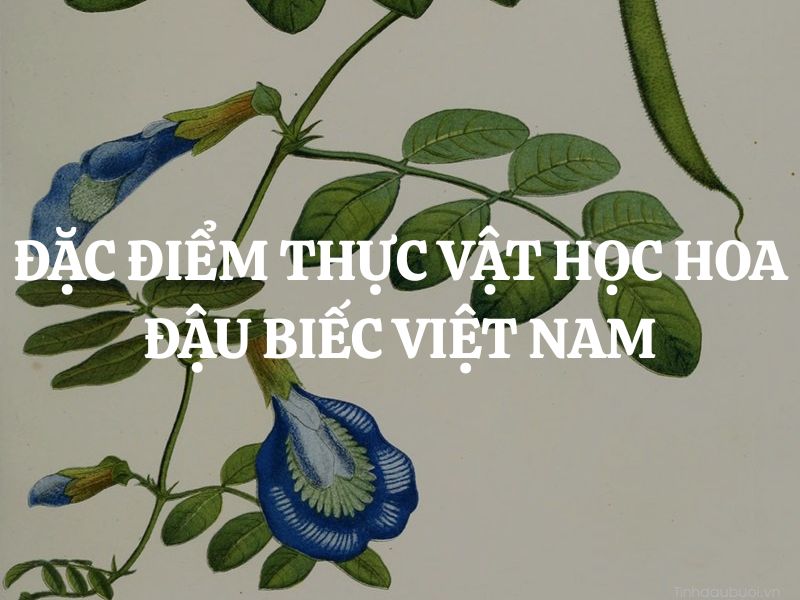 Đặc điểm thực vật học hoa đậu biếc Việt Nam
