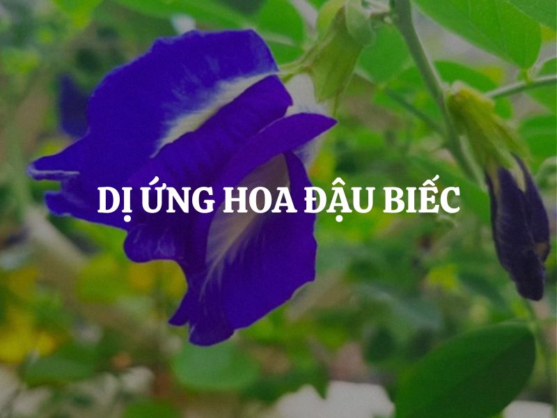 Dị ứng hoa đậu biếc: Hiểu đúng để sử dụng an toàn